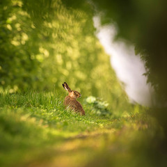 Hare in summer