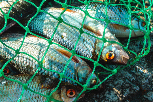 Caught Fish Greenblue Fishing Net Stock Photo 1110961118