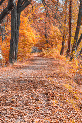 Obraz premium Autumn journey