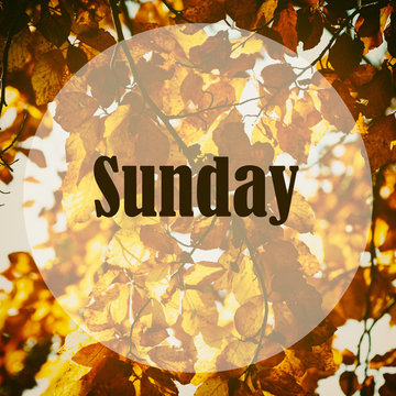 Beech branches with orange leaves in the autumn forest and text sunday