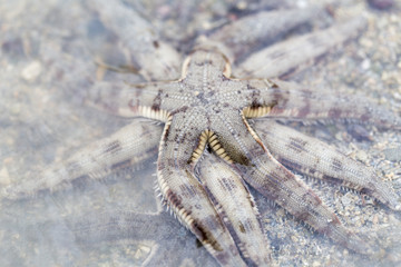 Starfish or sea stars are star-shaped echinoderms belonging to the class Asteroidea.