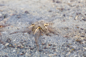 Starfish or sea stars are star-shaped echinoderms belonging to the class Asteroidea.