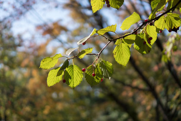 A Cherry