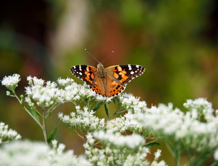 Butterflies: Monarch, Painted Lady, Cabbage White