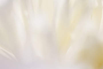 Flower soft background with peonies. Closeup of white peony flowers, blur vector floral background.