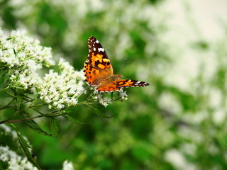 Butterflies: Monarch, Painted Lady, Cabbage White