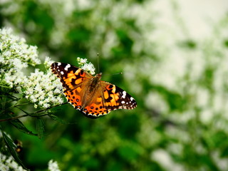 Butterflies: Monarch, Painted Lady, Cabbage White