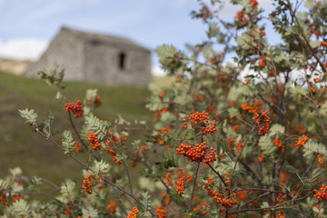 Wild Rowan tree heavy with berries in the countryside showing barn in background out of focus
