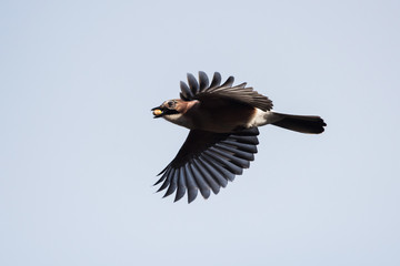 Jay, Garrulus glandarius