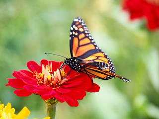 Butterflies: Monarch, Painted Lady, Cabbage White