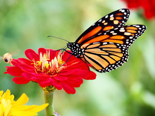 Butterflies: Monarch, Painted Lady, Cabbage White