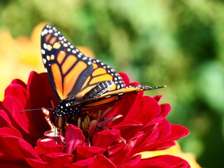 Butterflies: Monarch, Painted Lady, Cabbage White
