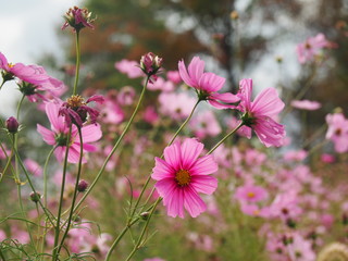 Pink Cosmos Flower Field