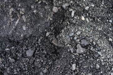 black coal for the whole frame