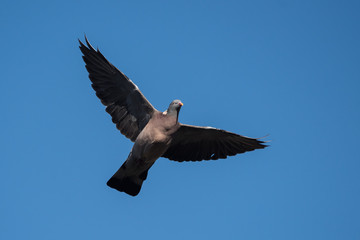 Common Wood Pigeon, Wood Pigeon, Columba palumbus