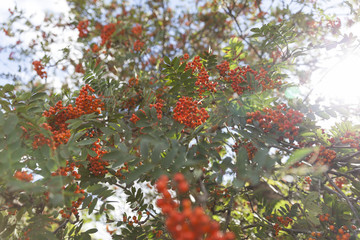 Lifestyle type image showing Wild Rowan berries on tree with sunlight shining through the background