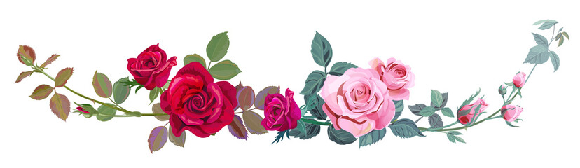Horizontal border with branch curly pink, red rose, bouquet with flowers, buds, green stems, leaves on white background, digital draw illustration, concept for design, vintage set, vector