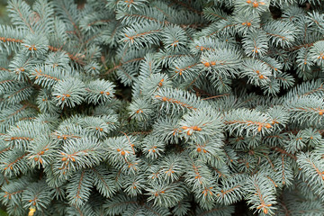 Naklejka na ściany i meble beautiful fluffy spruce branches