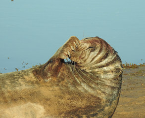 Seal having a scratch!
