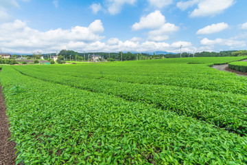  Fresh green tea farm in spring , Row of tea plantations (Japanese green tea plantation) with  blue sky  background  in Fuji city ,Shizuoka prefecture, Japan.
