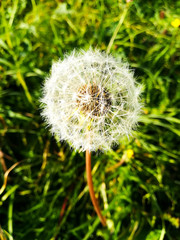 dandelion