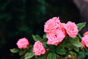 rose bush roses with green leaves