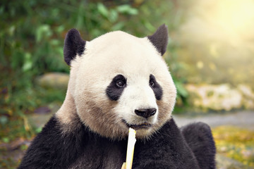 Fototapeta premium Giant Panda eats bamboo.