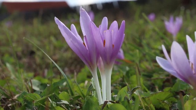 Colchicum flowers outside moved by wind, beautiful autumnal flowers