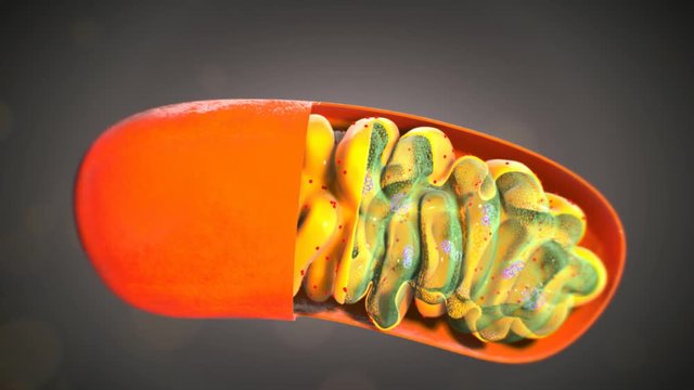 Mitochondrium, Mitochondrie