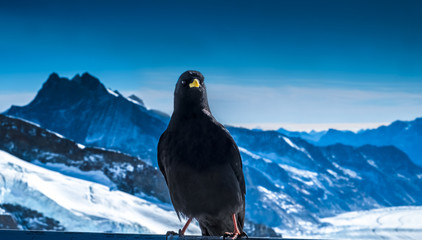 Alpine (yellow-billed) chough (Pyrrhocorax graculus) at Jungfraujoch Summit, Canton of Bern, Switzerland