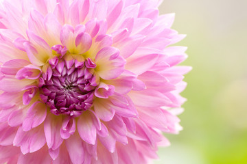 Fototapeta premium eautiful open pink flower dahlia