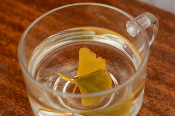 Cup of herb tea with fresh ginkgo biloba leaves. Ginkgo biloba leaf healthy tea.
