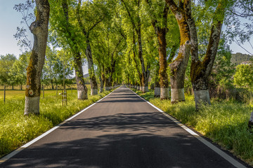Fototapeta premium highway in perspective surrounded with trees inside Portugal.