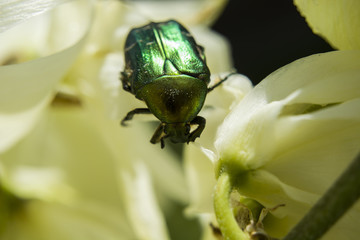 Green rose chafer