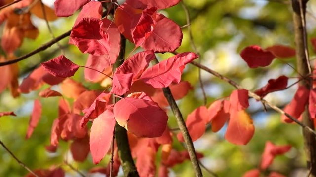 Red leaves of the smoke tree fluttered in the wind, illuminated by the rays of the autumn sun (Cotinus coggygria)