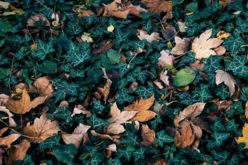 Ivy on ground