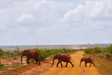 Elefant im Tsavo Ost Kenia