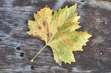 Another autumn leaf