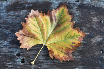 Autumn leaf 1
