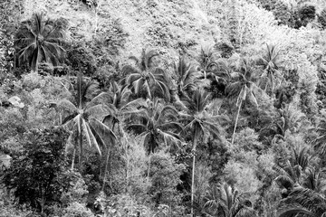 coconut palm trees in the rain forest - black and white