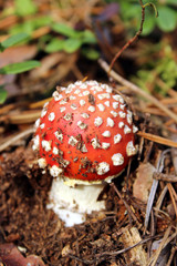 Solo amanita