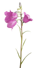 three pink bellflower blooms on long stem