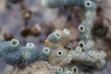 Sponges, the members of the phylum Porifera for education in marine.