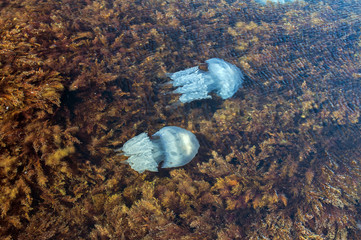 Naklejka premium Blue blubber jellyfish among algae in the shallows of rocky sea bay waters closeup from above view