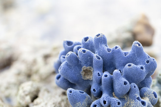 Sponges, the members of the phylum Porifera for education in marine.