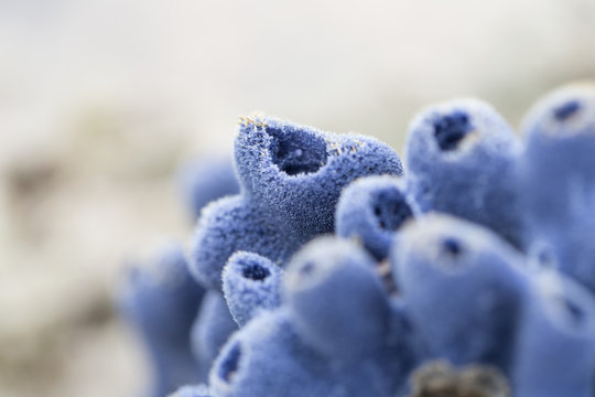 Sponges, the members of the phylum Porifera for education in marine.