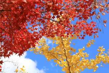 青空と紅葉