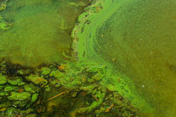 Green algae pollution on a water surface
