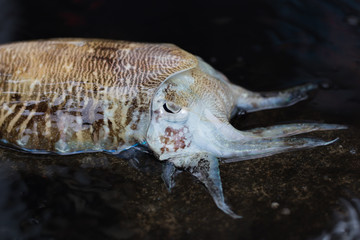 Cuttlefish or cuttles are marine animals of the order Sepiida. They belong to the class Cephalopoda for education in nature.