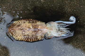 Cuttlefish or cuttles are marine animals of the order Sepiida. They belong to the class Cephalopoda...